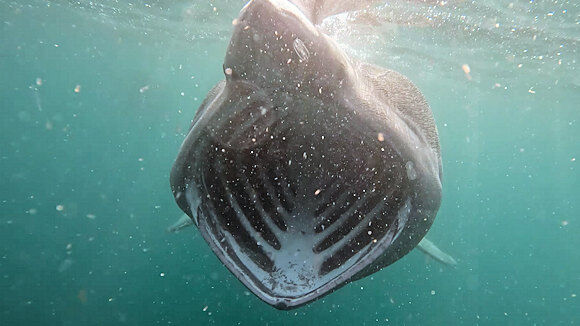 Unprecedented numbers of Basking Sharks