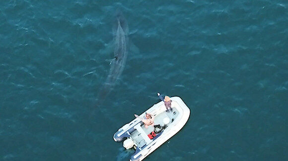 Basking Shark - Ballinglanna Bay