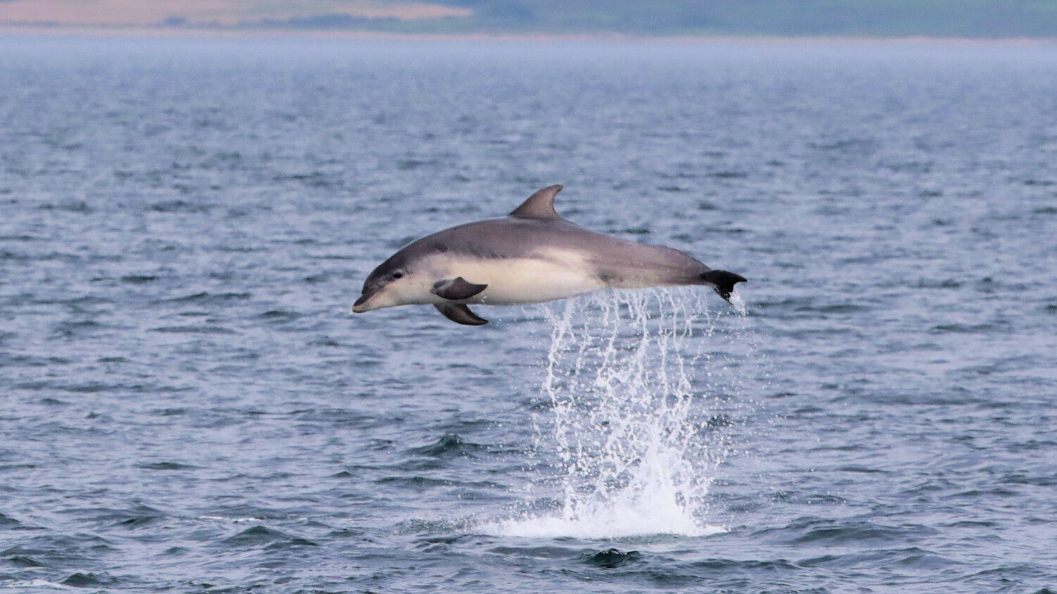 Bottlenose Leap Bottlenose Leap