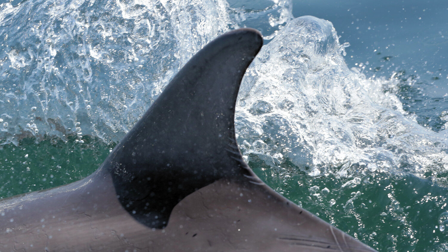 Dorsal Wave Dorsal Wave