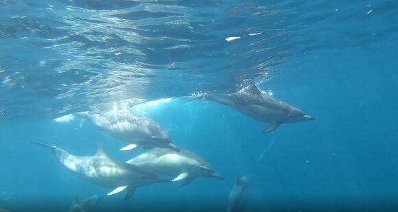 Dolphins - West Cork