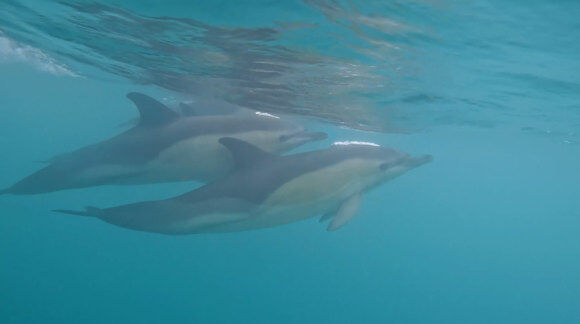 fogbow and dolphins