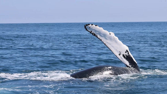 Irish Humpack Whale (#HBIRL082)