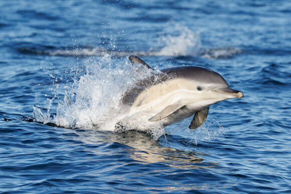 Short-beaked Common Dolphin